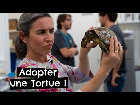 Adopter une Tortue ! 🐢