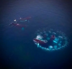 Humpbacks engage in a unique & complex feeding method known as bubble-net feeding. First they dive below a school of fish, and then blow bubbles through their blowhole to herd and corral their prey. Two engineers from Cal Tech recently came out with an interesting model proposing that humpbacks exploit these bubble nets for feeding via loud vocalizations. Meaning, it is possible this bubble curtain is being used as a wave guide to concentrate the sound toward the center, along with the fish! 🎥: