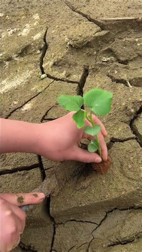 How to Plant Successfully - A Step-by-Step Guide