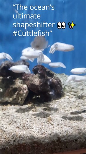 “The ocean’s ultimate shapeshifter 👀✨ #Cuttlefish”
