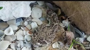 Man Bitten by Severed Rattlesnake Head