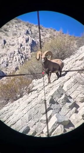 Mountain Goat Shooting!