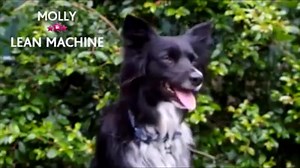 32 reactions | Here’s to our Lean Machine, Molly! She was brought to foster care at 12 months all skinny & bony. Not long after, she grew obese & with the help of Eukanuba Working & Endurance adult dog food together with some good runs, she’s now a lean machine! Thanks everyone for participating and Patrick Kenny for sharing a catchy video! Do send us your details via private message and we’ll mail over Molly’s and Boston’s prize packs! | Eukanuba Australia | Facebook