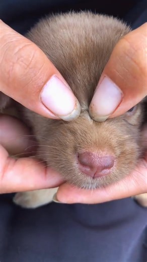 Puppy lice 🥰🥰#foryou #lice | Sirius Rydstorm