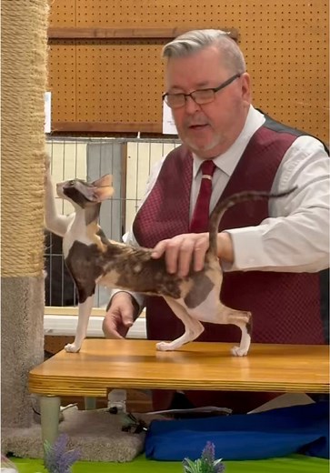 Cornish Rex Kittens: Adorable Feline Companions