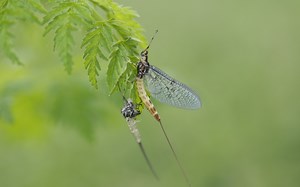 Selbstbinden von Fliegen Schrittweise Anleitung für Anfänger