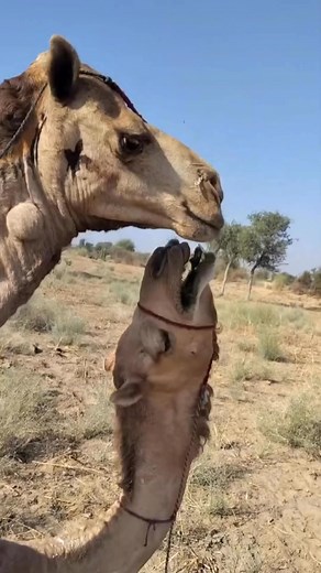 Please if you want more videos about camels like and share #camels #Pakistan #usa #indonesia | Somali Camel