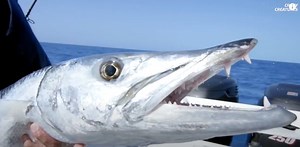 Why Barracudas Are the Ocean’s Most Precise Killers