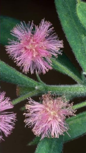 Very rare purple / pink Australian wattle #wildflowers