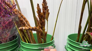 If you haven't heard, our Miami warehouse added a new Tropical room to better serve our South Florida florist and event designer community. Every week you will find new, cool, unique, and rare tropical flowers, foliage and even potted plants! Join Casey in this video, inside our tropical cooler as they take a closer look at some of this week's fresh selection of ginger, cymbidium, Phalaenopsis orchids and so much more! | Jet Fresh Flower Distributors
