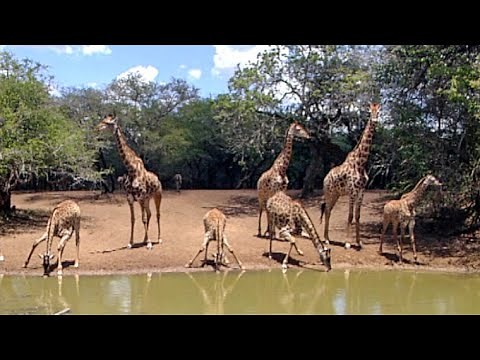 Spectacular Sight: Giraffe Herd Gathering at Watering Hole
