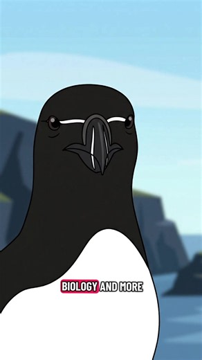 How the Razorbill Became Nature's Ultimate Lookmaxxer #bird #lookmaxxing #birdslove #birdsoftiktok #wildanimals