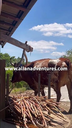 Allan Adventures at JW Marriott Costa Elena resort All-inclusive Costa Rica🇨🇷