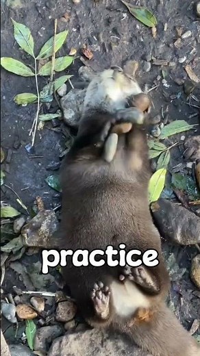 Professional Rock Jugglers 🦦 #animalfacts #otter #otters