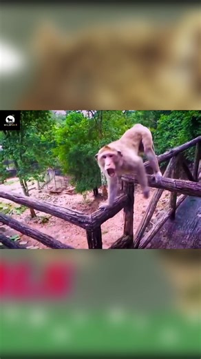 Wild Pals (@wildpals1)’s videos with Run - AWOLNATION