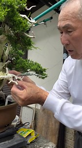 939K views · 29K reactions | The Wisdom of a Japanese Bonsai Master...