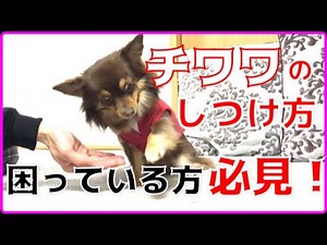 犬のしつけ方を教えます！！ チワワの教育方法！！【困っている方 必見】