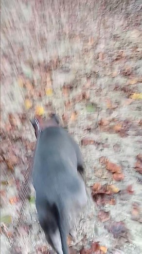 Just another day n the neighborhood. Listening to the leaves & trees rustle under our feet. | Eugene Johnson | Facebook