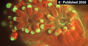 Seafloor Microscope Zooms In on Tiniest Bits of Coral
