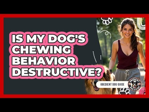 Is My Dog's Chewing Behavior Destructive?