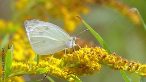 Pieris brassicae, the large white butterfly, also called cabbage butterfly. Large white is common throughout Europe, north Africa and Asia often in agricultural areas, meadows and parkland. Stock Video