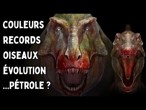 20 Minutes de Fun Facts Sur Les Dinosaures
