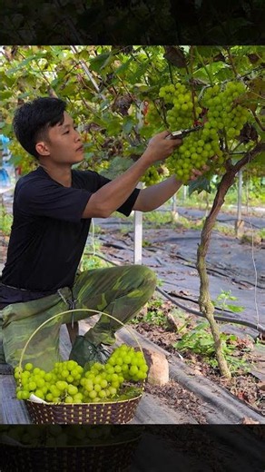 harvesting green grapes #fruit