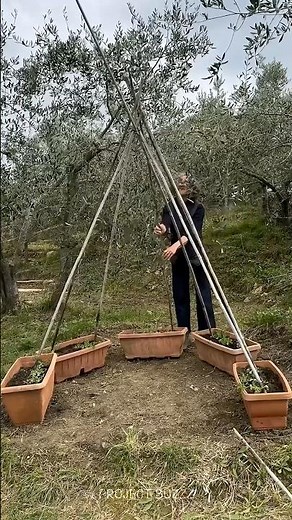 Build This Living Teepee and Never Stop Harvesting Peas #gardening #homestead #growing