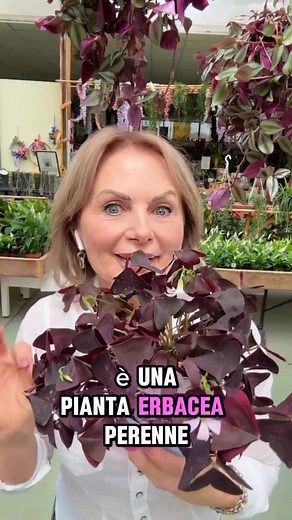 1.1K views · 627 reactions | Oxalis triangularis o pianta ballerina....