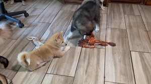 Morning calm. They settled brown pretty quick when they come in that is why they are such great pups low key and sweet still three looking 541-260-3029 and visit www.minihuskycountryoregon.com | Mini Husky country in Oregon & N. CA