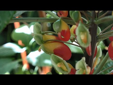 Growing Impatiens, Flowers and Cuttings