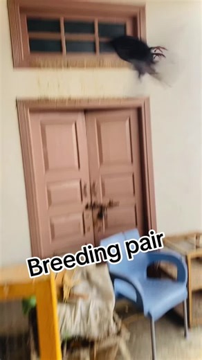 #Roller pigeon @its___mashroot__khanx