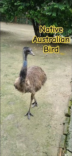 Australian Emu: Flightless, Fast, and Fascinating #emu #birds #nature