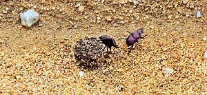 The Ultimate Dung Beetle Battle For The Ball!