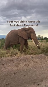 Did you know African Elephants have two “fingers”at the tips of their trunks that allow them to pick up tiny objects? Extremely dexterous, elephants can form a joint with their trunk to pile up small materials like grains. #amboselinationalpark #elephantsofinstagram #kenyansafari #uniqueplaces #placestovisit #adventuretravel #bucketlisttrip #travelmore #wildlifeonearth #sustainabletravel #bucketlistadventures #safari #wildlifereel #africansafari #didyouknow #wildlifesafari #trendingreels #wildli