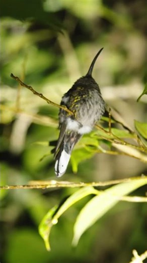 Do hummingbirds ever sleep? #naturepbs #hummingbird #birds #animalshorts