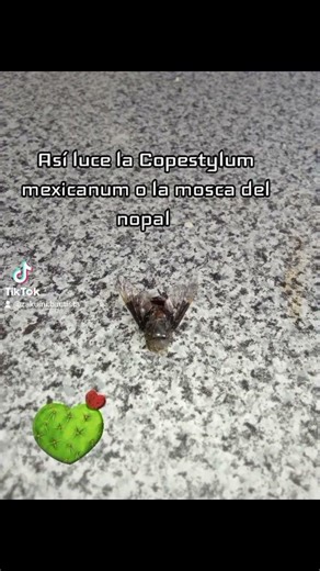 Así luce la Copestylum mexicanum o mosca del nopal