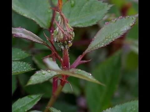 Managing Aphids on Roses