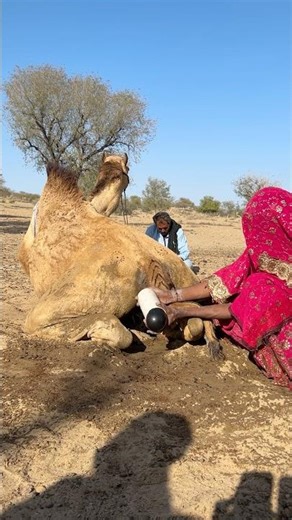 مشهد من مصاعب الصحراء، جمل عاجز يجلس على الأرض وشيء عالق في ذيله يجعل الجو ثقيلاً