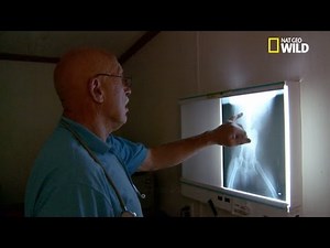 Examen de la prostate chez un chien, Dr Pol
