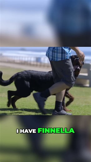 Why rottweilers are the ultimate family dogs