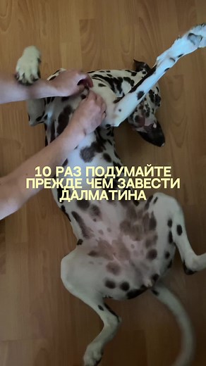 Далматины: Мифы и Реальность Содержания Породы