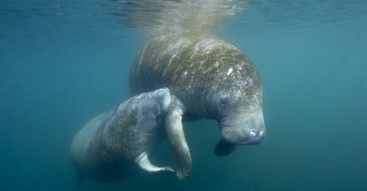 Manatee Vs Walrus: What Are the Differences?