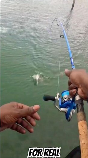 Big Sand Perch Fight! Gotta Love It | Boynton Beach Inlet South Florida