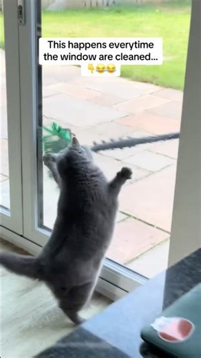 Simba Cat vs Clean Windows 😂 | This Happens Every Time! 🐾 #shorts