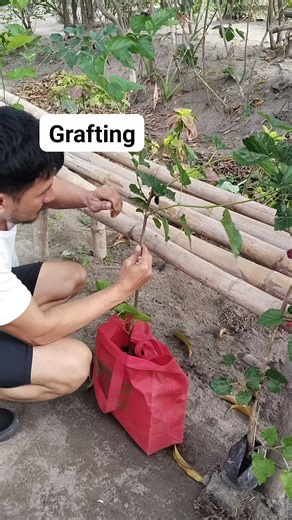 Grafting Mulberries Thank you sir☺️ #grafting #mulberries #mulberry | Herbert Santos -KuyaBert