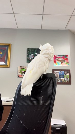 Cumulus the Cockatoo: Laughter and Positivity