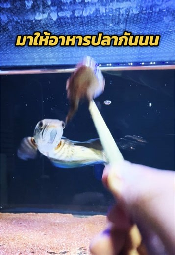 ให้อาหารปลาช่อนสวยงามอย่างไร