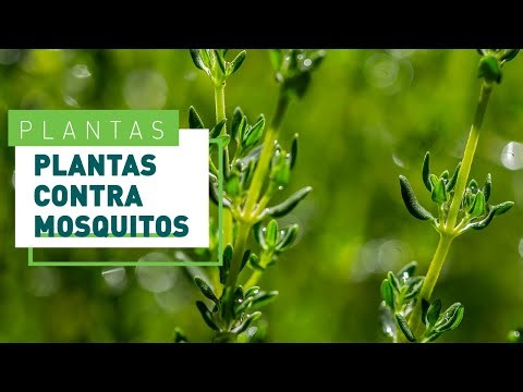 Dile adiós a las moscas: trucos caseros para eliminarlas sin usar insecticida