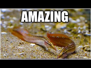 The Coolest Freshwater Eels for your Fish Tank